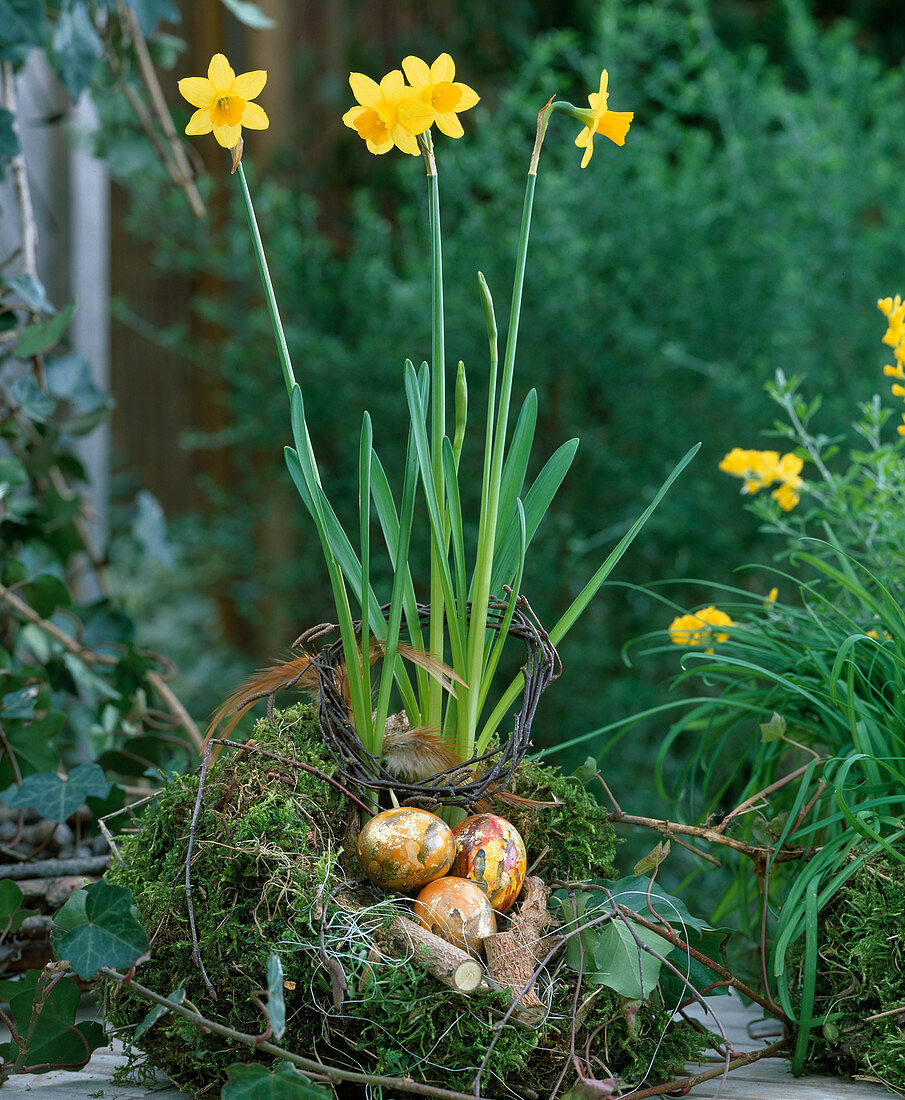 Nest of moss filled with daffodils, wreath of birch twigs