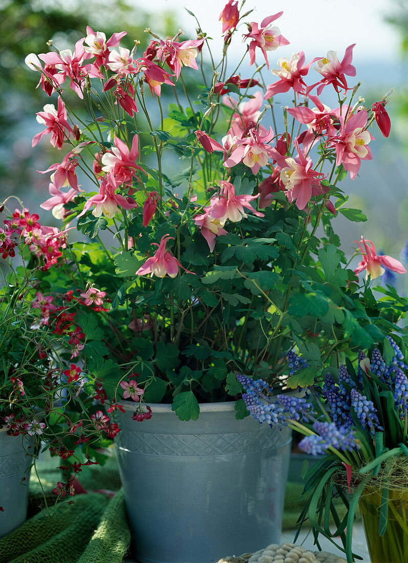 Aquilegia caerulea 'Spring Magic Pink-white'