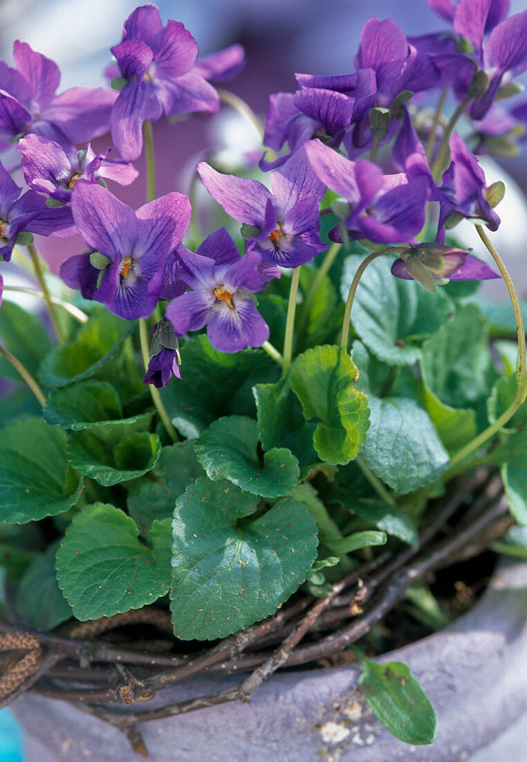 Viola odorata