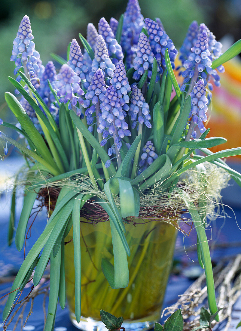 Muscari armeniacum