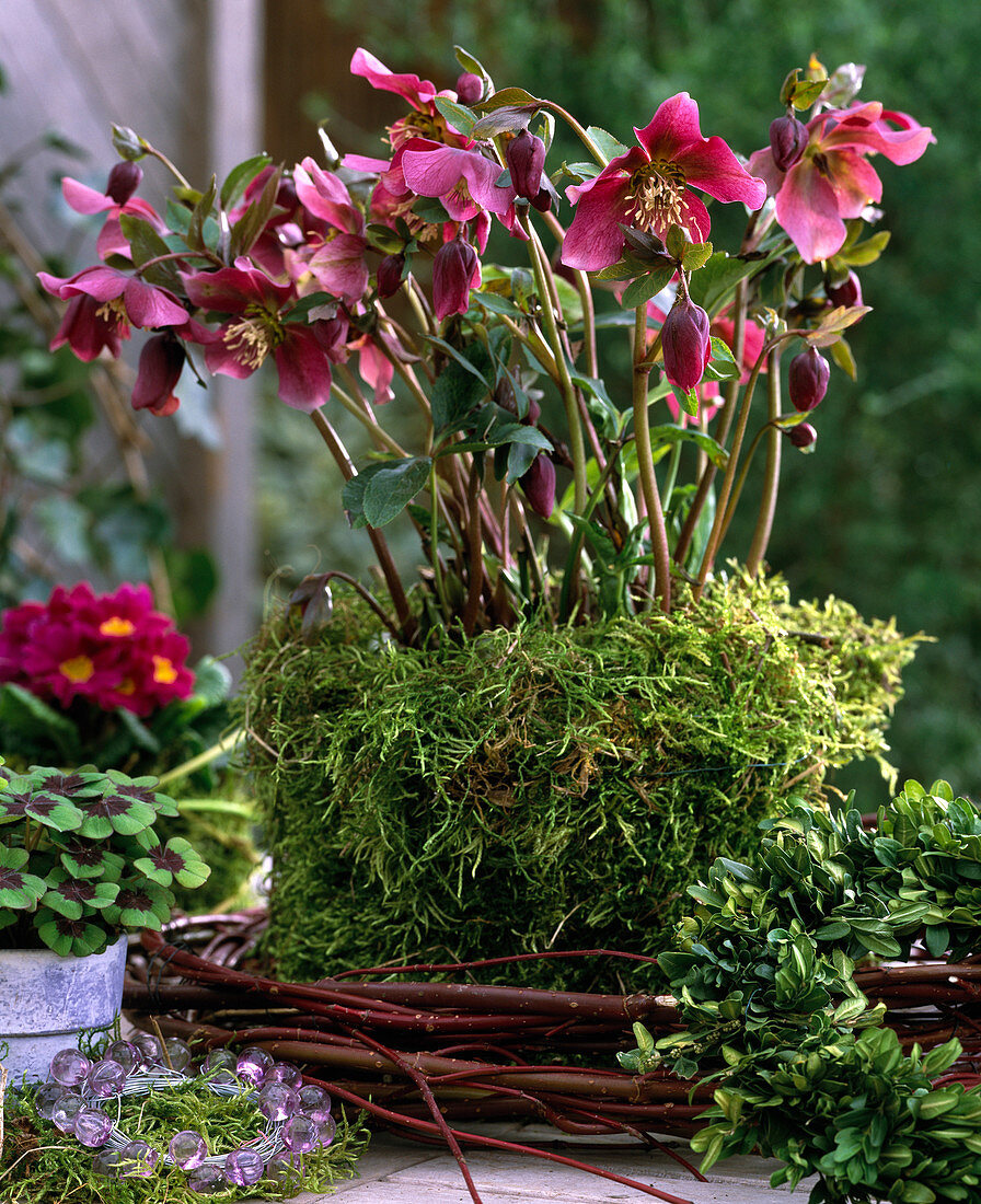 Helleborus orientalis (lenten hellebore)