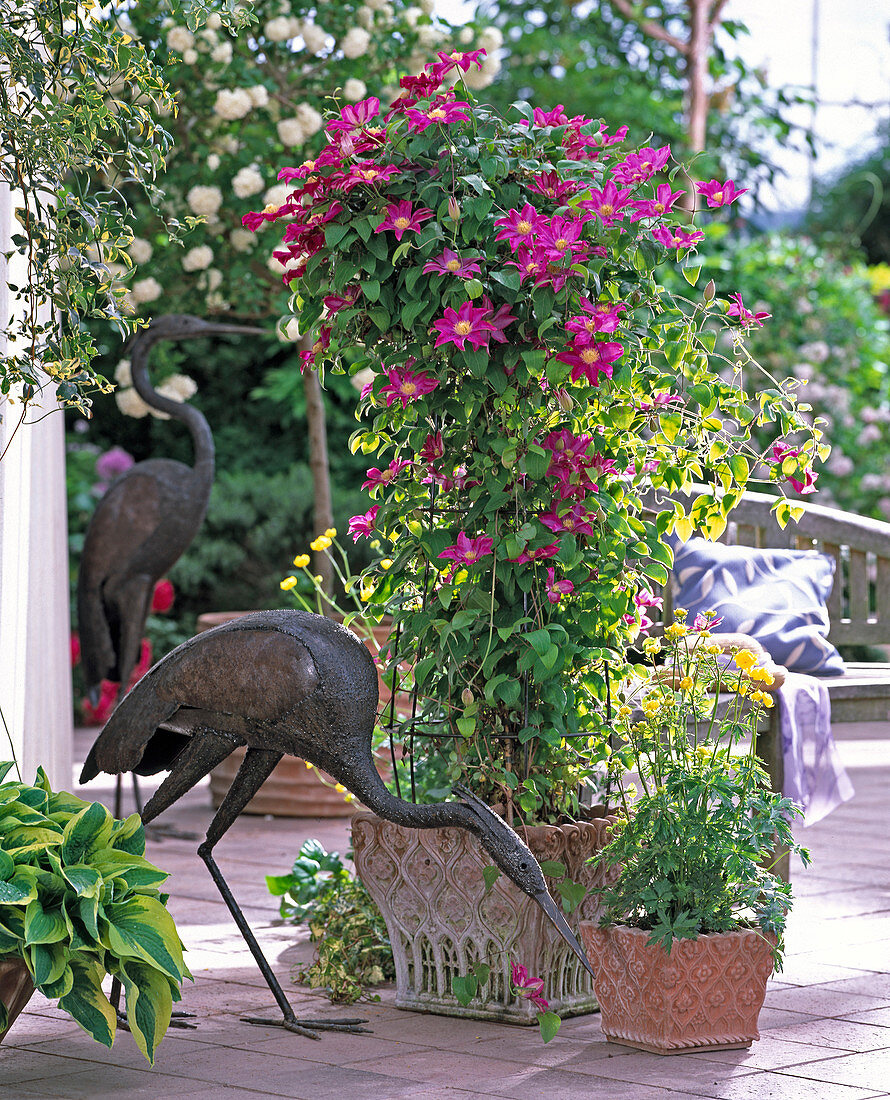 Clematis hybrids Kaiko 'Pink Champagne'