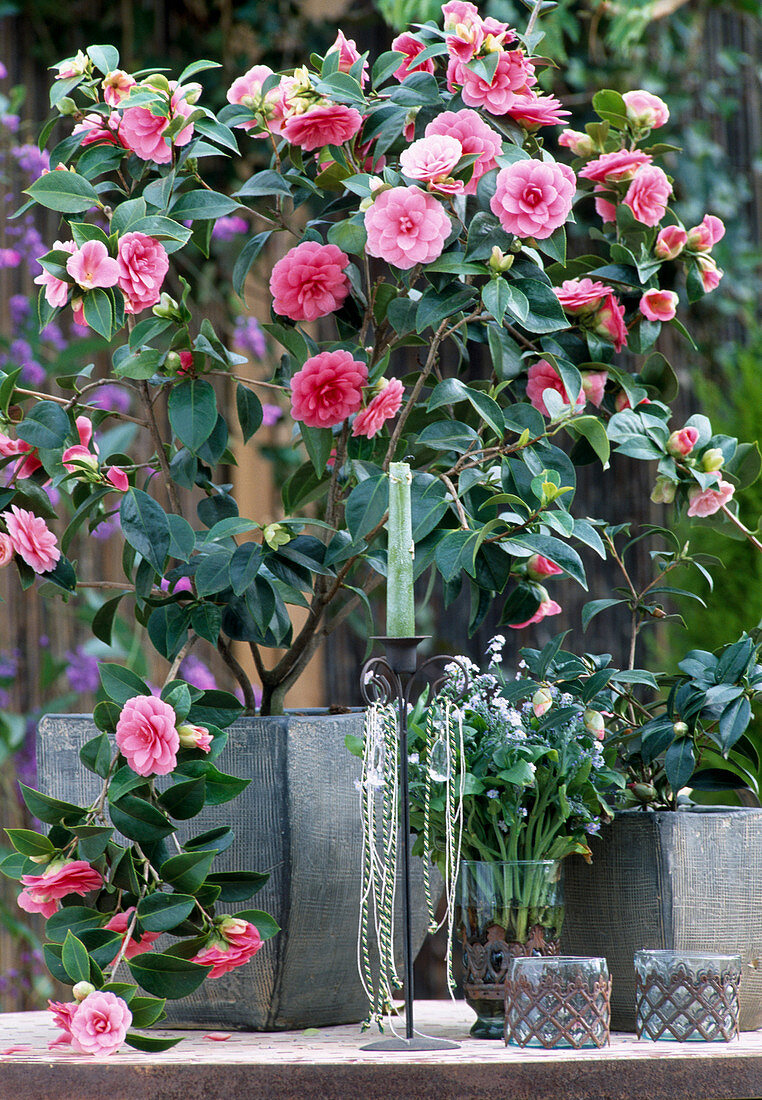 Camellia japonica 'Mrs. Tingley'