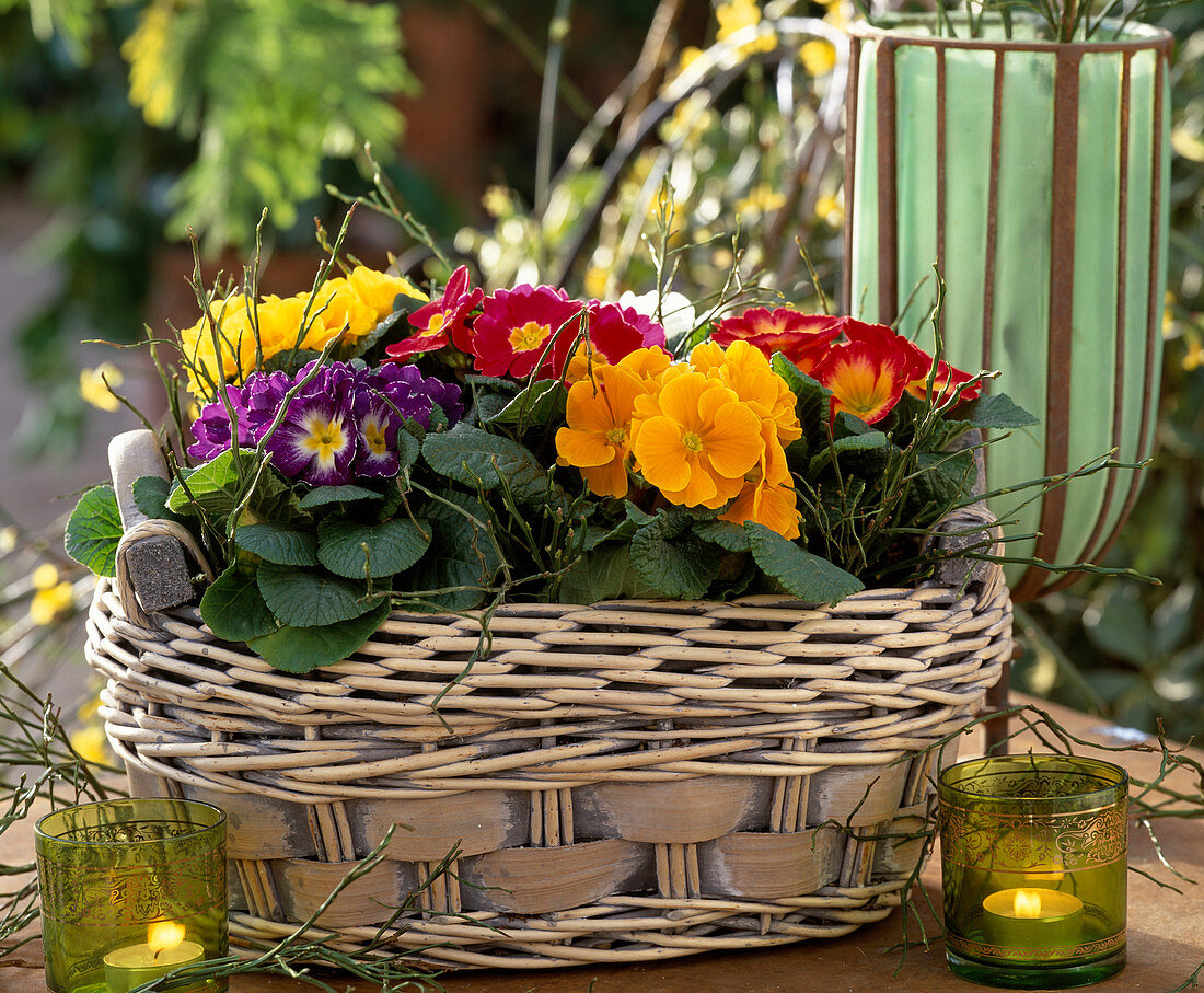 Basket with Primula acaulis (cushion primrose)