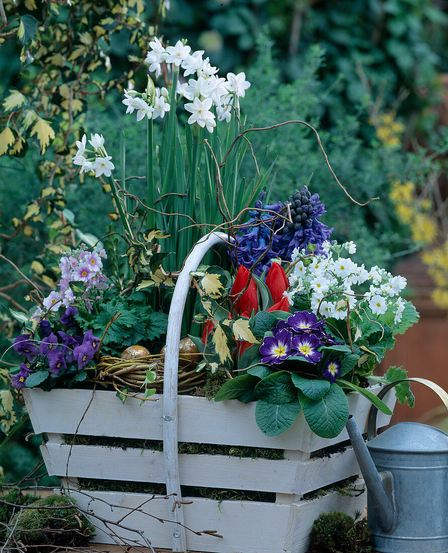 Basket with Narcissus (Tarzette narcissus), Primula acaulis (Cushion primrose)