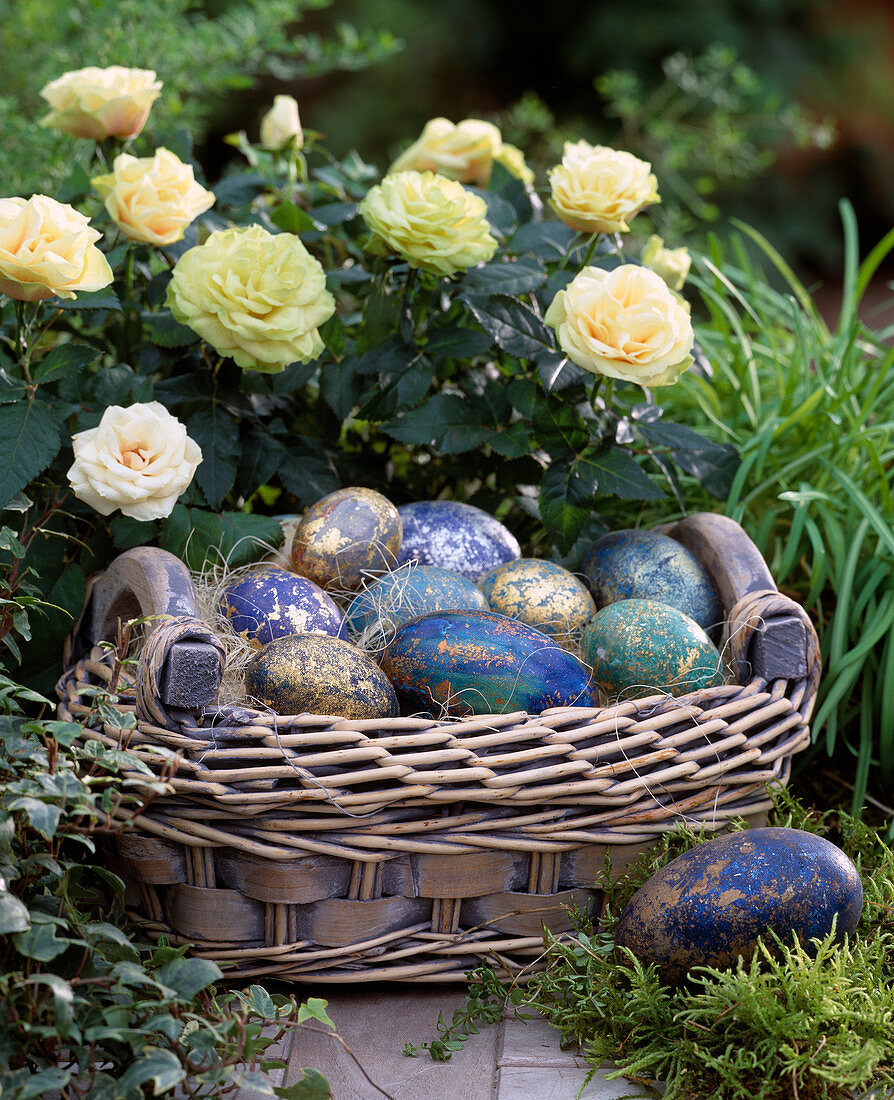 Rosa chinensis (mini roses), basket with Easter eggs in blue tones