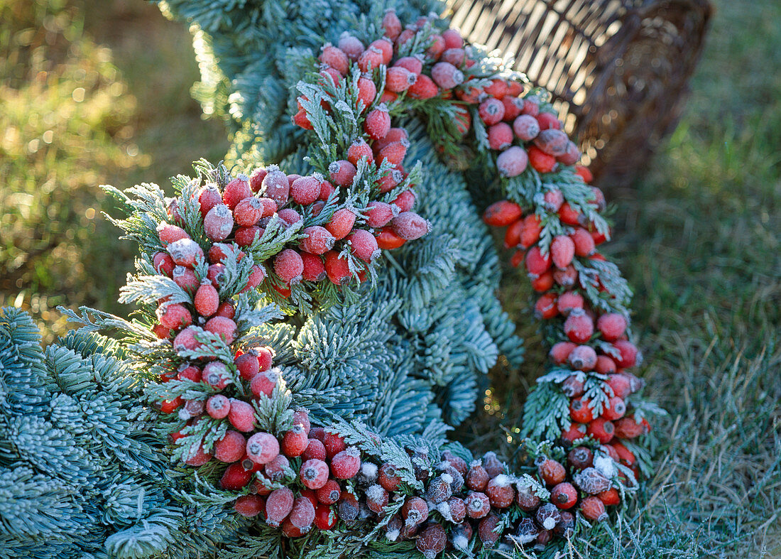 Heart-shaped wreath made of rose hips (Rosa Canina)