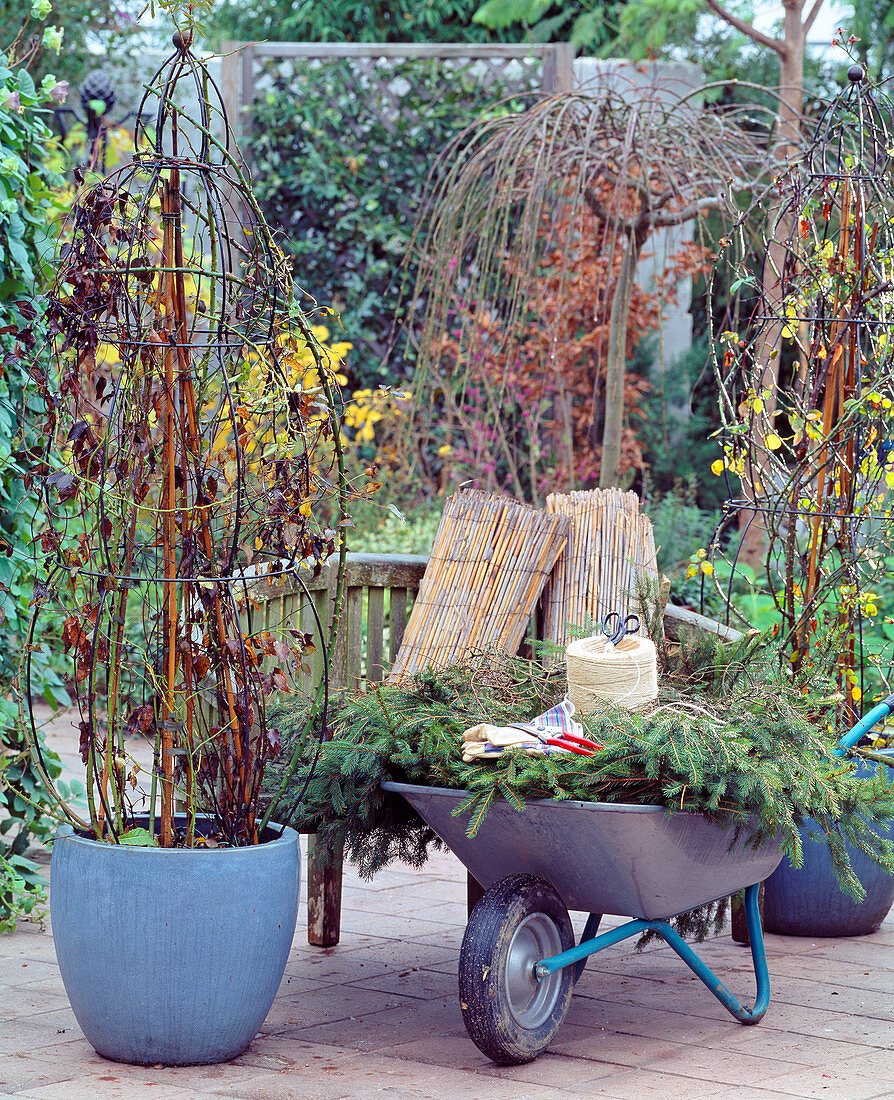 Hibernate woody plants, clematis and rose in the pot over winter