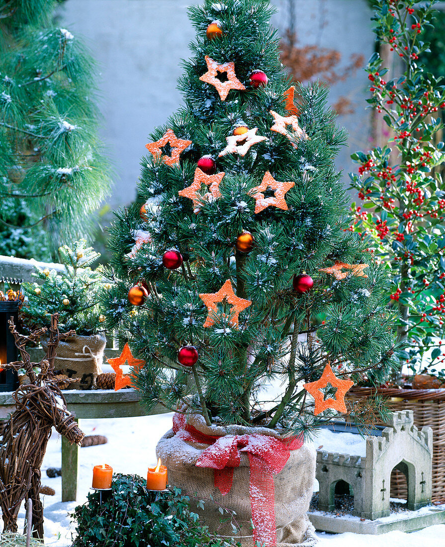 Pinus (pine) decorated whitish with balls, sisal stars and Advent arrangement