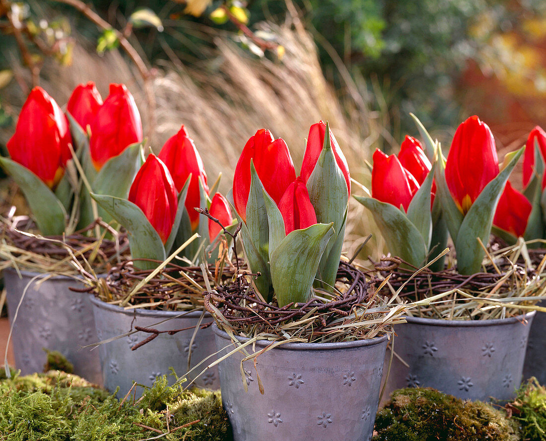 Tulipa-Hybr. (Zwergtulpen in Blechtöpfen)