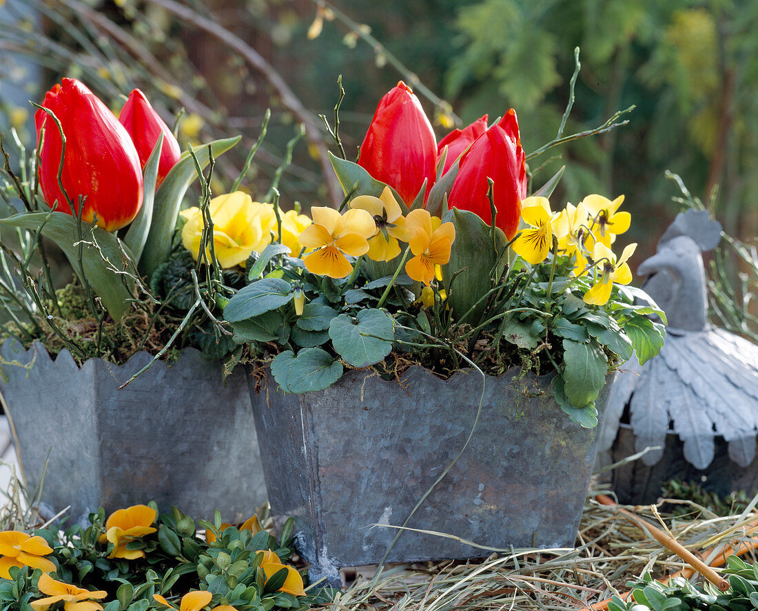 Tin containers with Viola cornuta (horned violet), Tulipa (mini tulips)