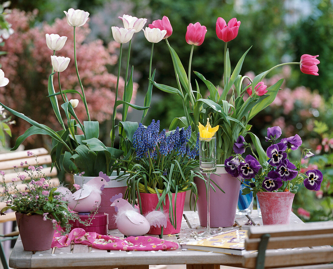 Tulipa 'Shirley' rosa, Muscari (Traubenhyazinthe), Viola (Stiefmütterchen)