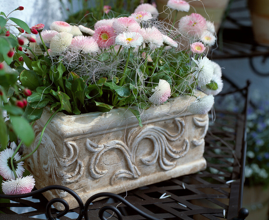 Bellis perennis 'Tasso Rosa', 'Tasso Weiß' (Tasso White)