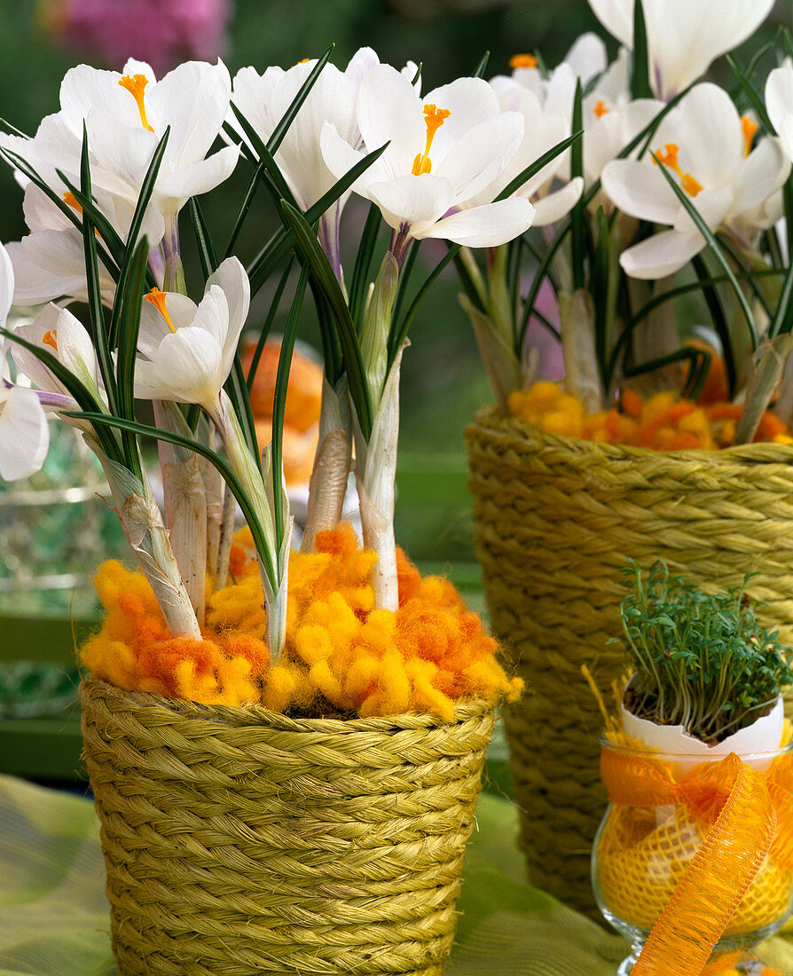 Crocus vernus 'Jeanne d'Arc' (Krokus) in Korbübertöpfen