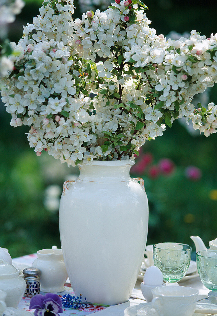 Malus hybrid (ornamental apple)