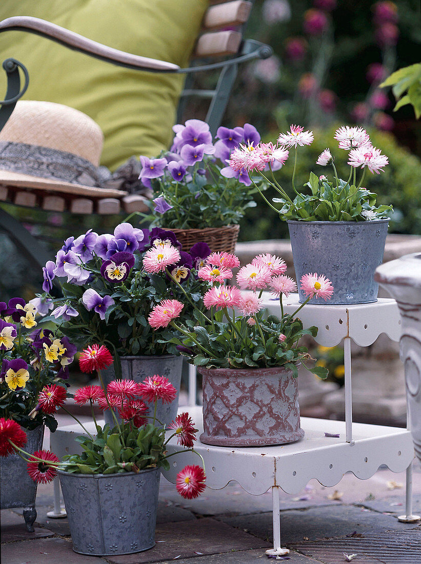 Bellis perennis 'Tasso Red', 'Tasso Pink', 'Tasso White', 'Tasso', 'Tasso', 'Tasso', 'Tasso' and 'Tasso'.