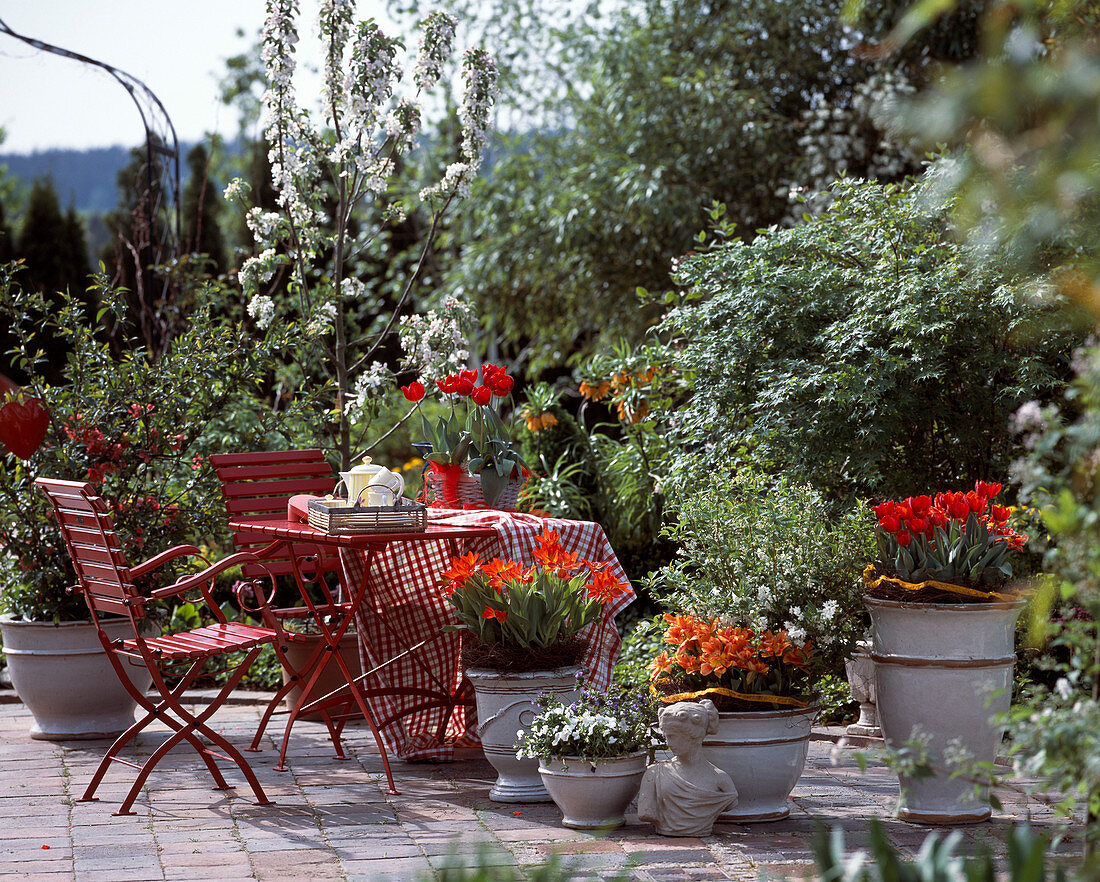 Spring terrace with Tulipa hybr. 'Arma', 'Praestans Fusilier'