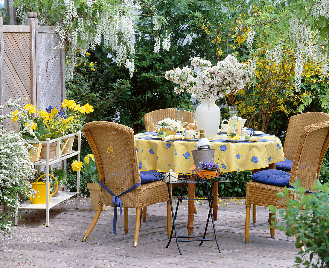 Spring terrace with Wisteria sinensis 'Alba'