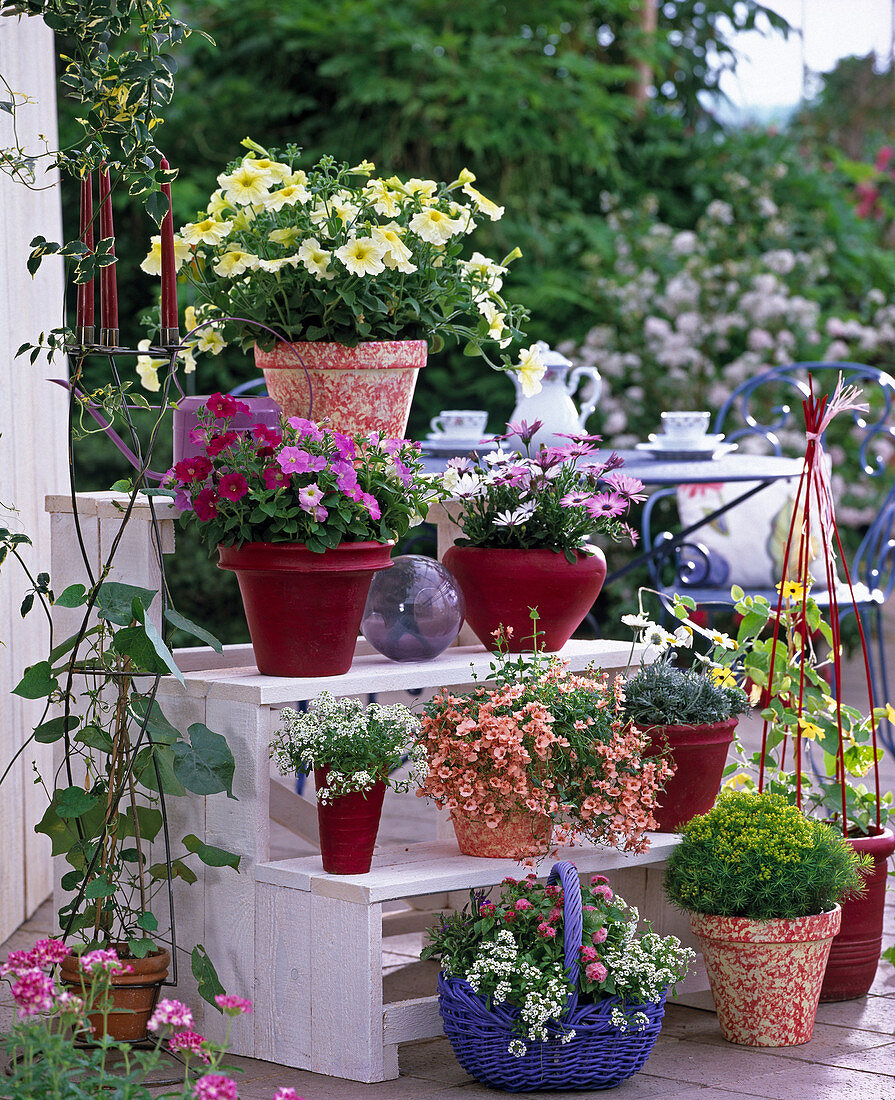 Etagere von oben: Petunia milliflora 'Fantasy', Osteospermum