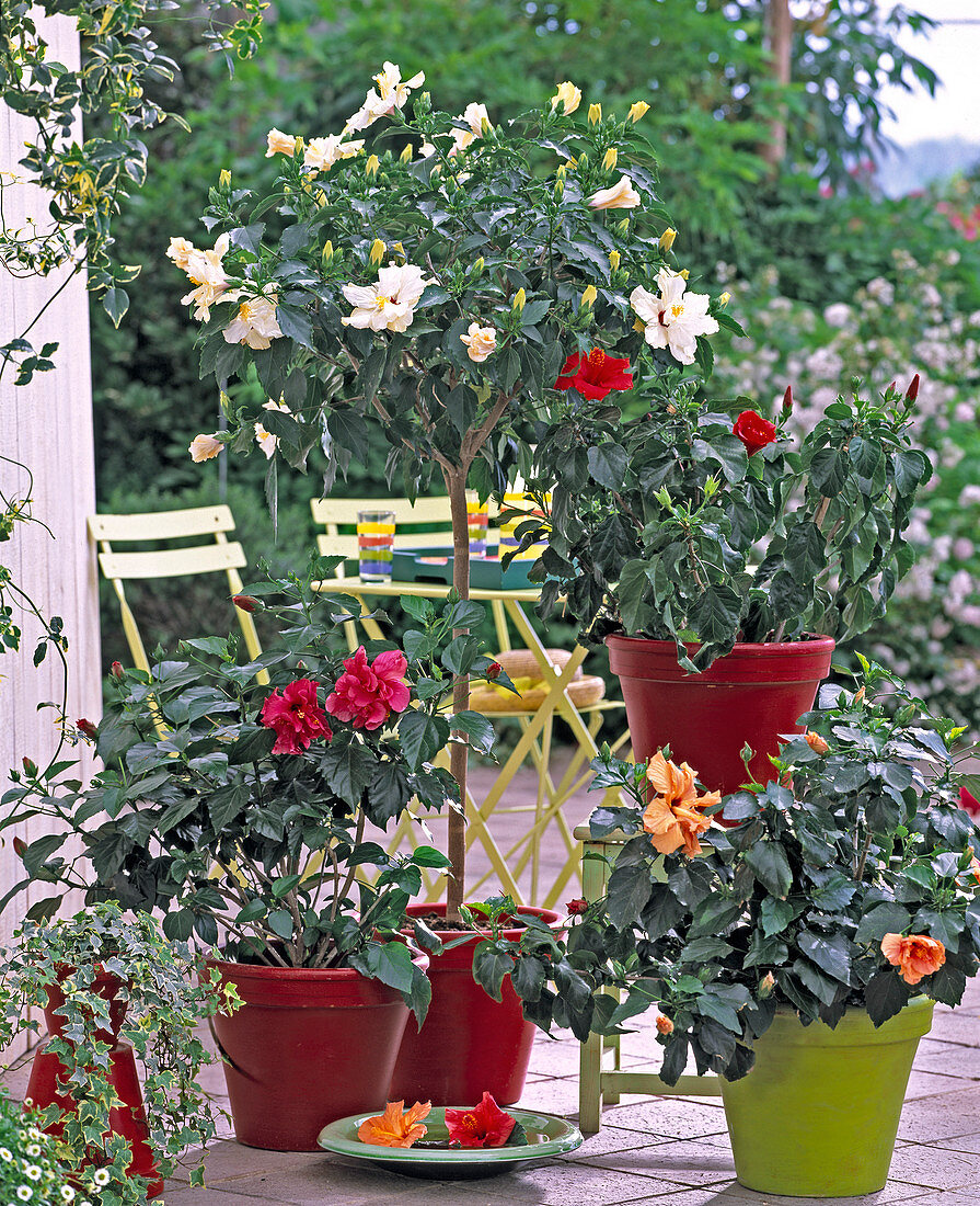 Hibiscus rosa-sinensis (diverse roseneibisch als stämmchen)