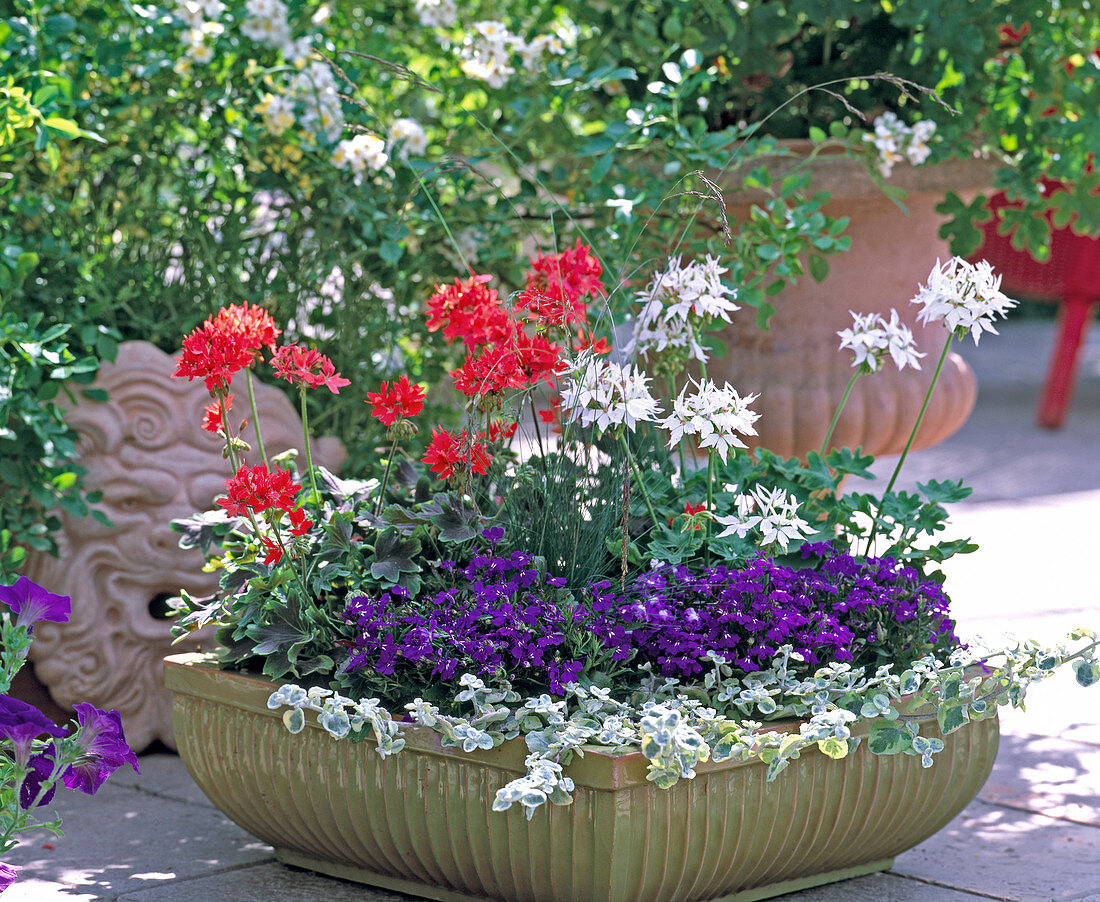 Pelargonium zonale 'Happy Orange' und 'White Glitter'