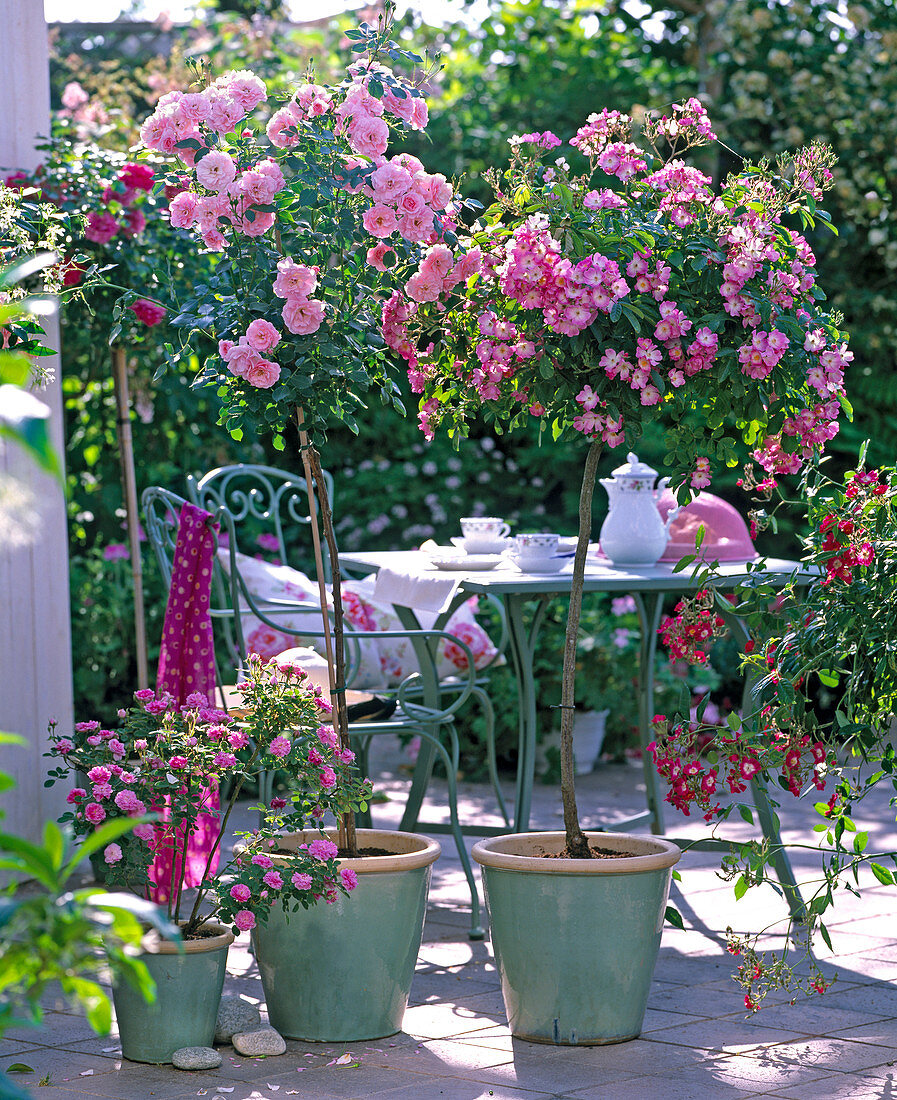 Rosenstämmchen 'Bonica 82' links, 'Ballerina' rechts