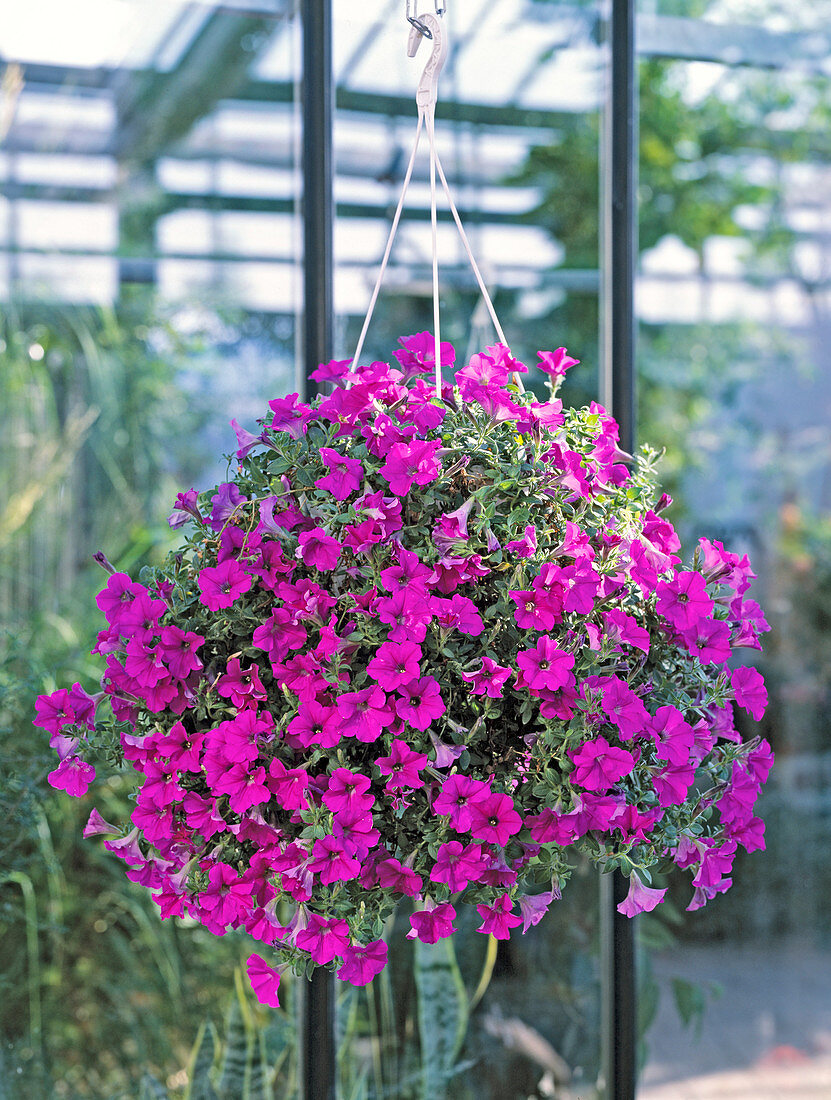 Petunia Surfinia as ready-made hanging basket