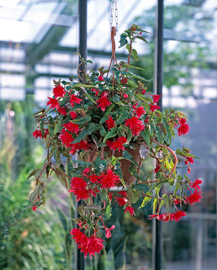 Begonia x tuberhybrida pendula (Tuberous hanging begonia)