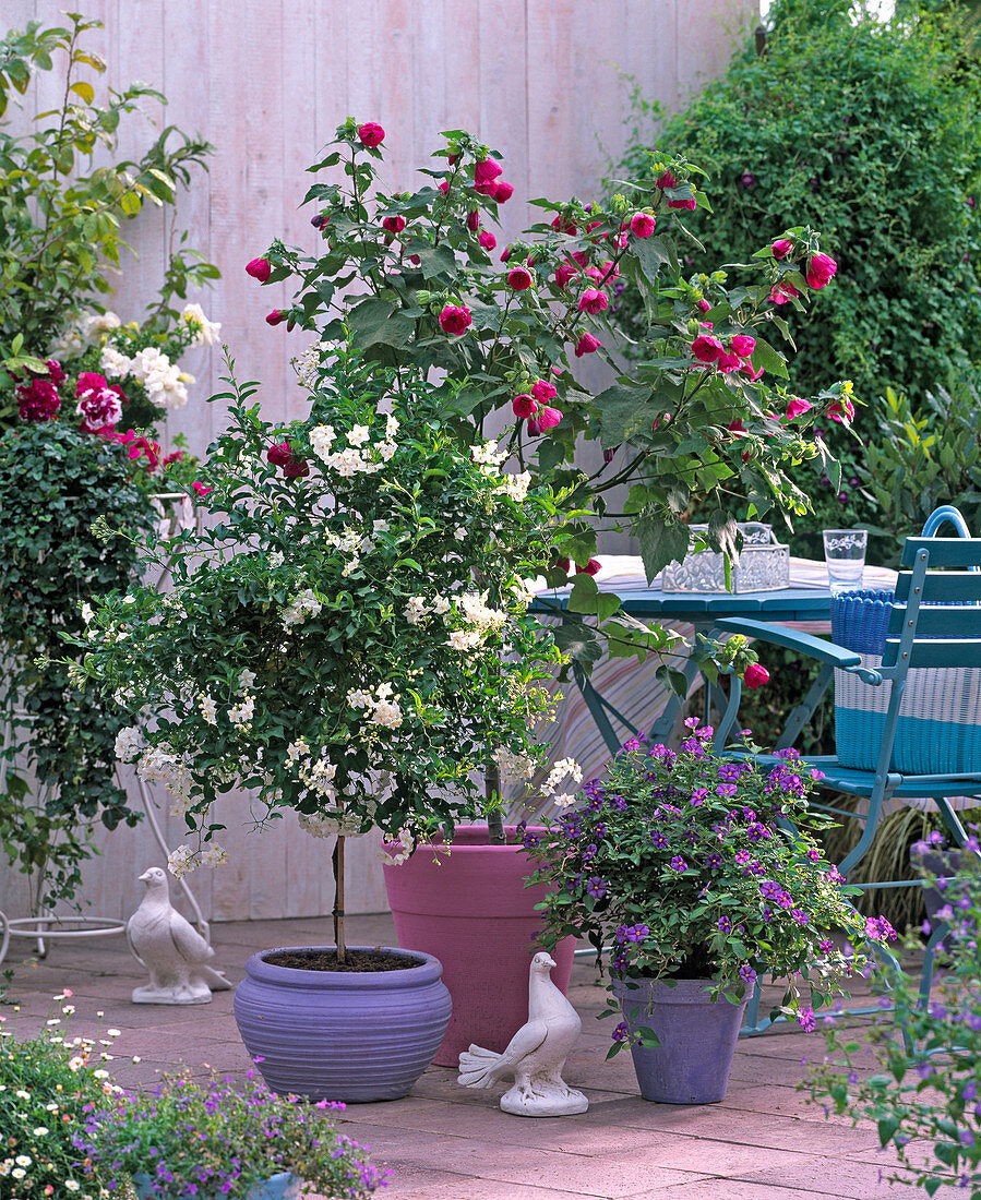 Solanum jasminoides, Abutilon