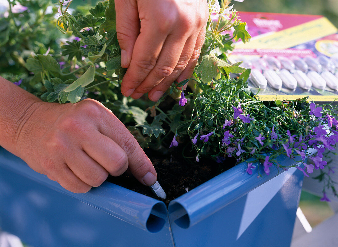 Sticking Lizetan sticks in the soil of balcony flowers