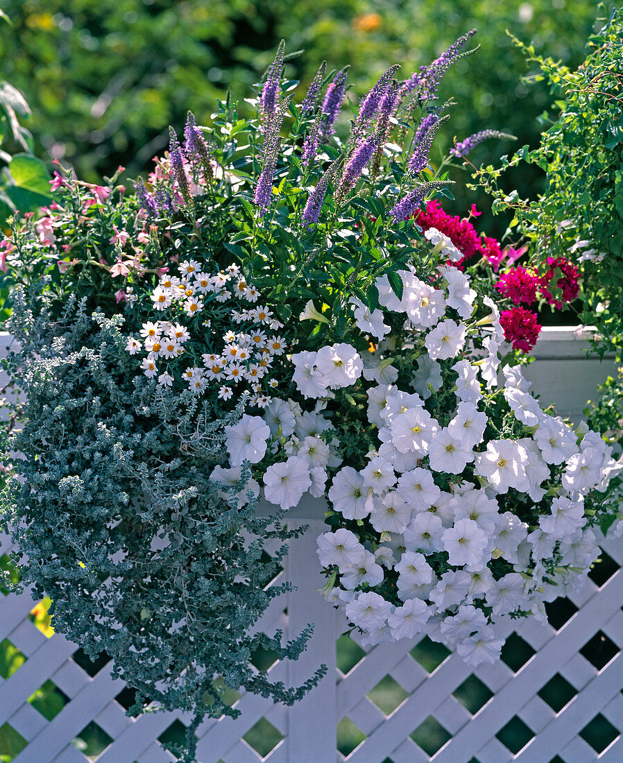 Veronica spicata, Helichrysum petiolare 'Silver Mini', Petunia