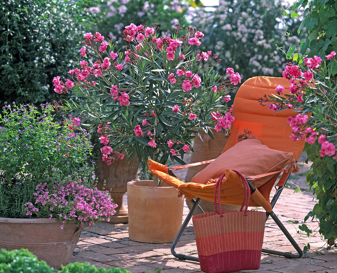 Nerium oleander / Oleander als Halbstämmchen, Schale