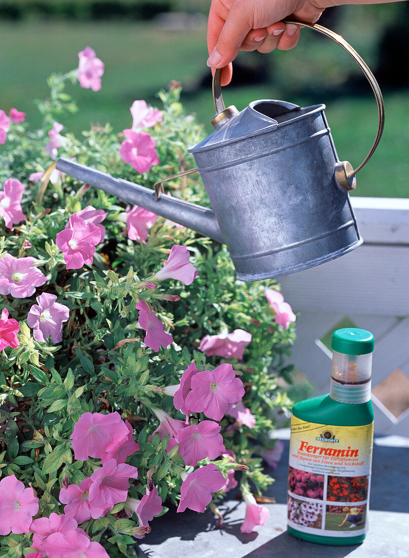 Petunia with chlorotic leaves