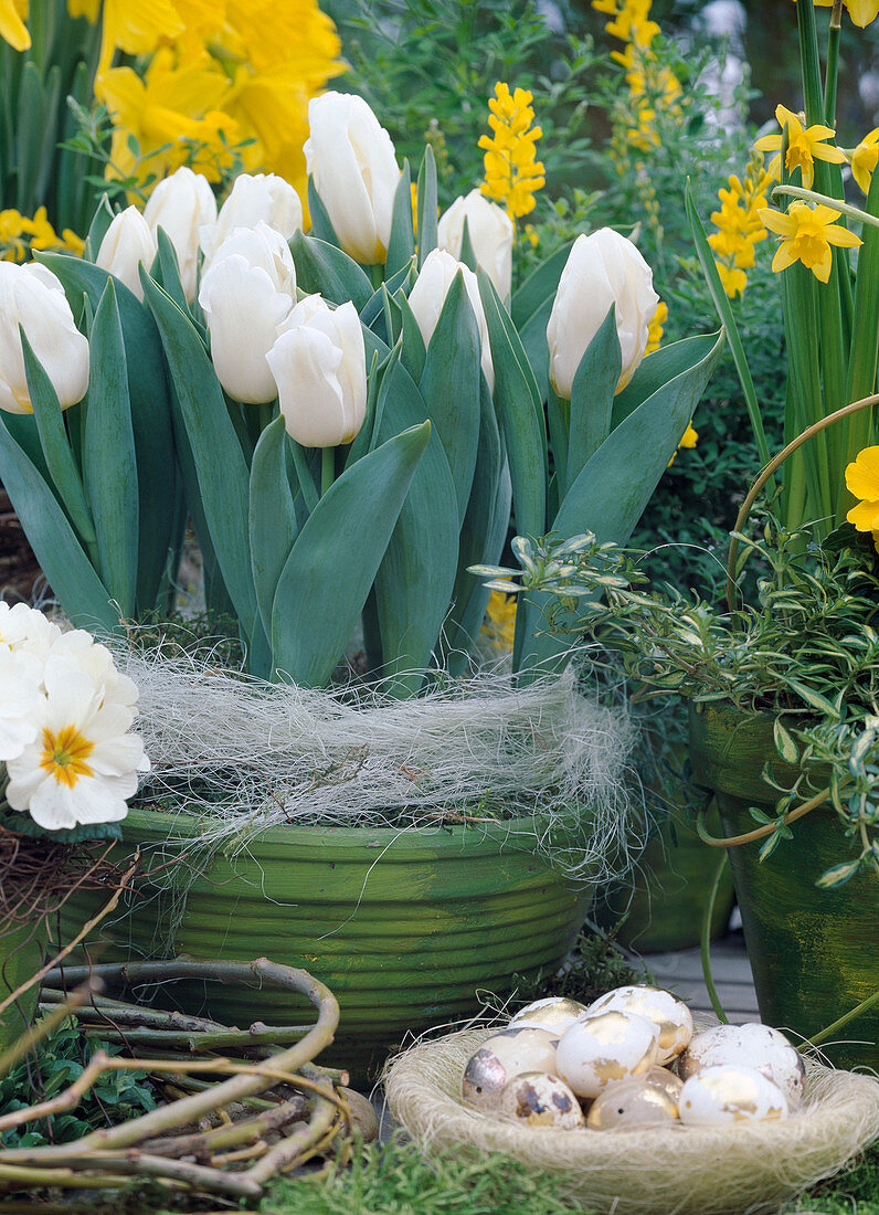 Tulipa-Hybr. (Tulpen, marmorierte Eier mit Blattgold)