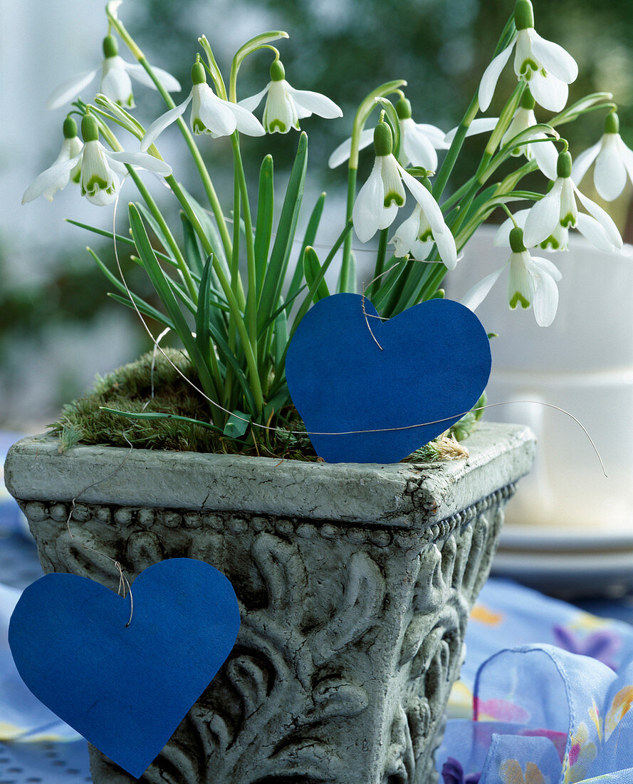 Galanthus nivalis (Snowdrop with paper hearts on)