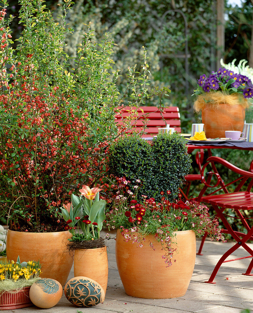 Chaenomeles (ornamental quince), privet, tulipa, bellis (daisy)