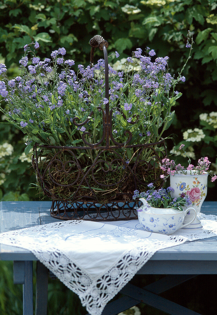 Myosotis sylvatica (forget-me-not) with pink and blue flowers