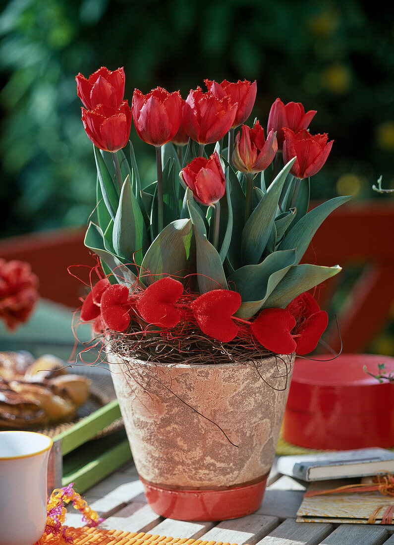 Tulipa hybrid (tulips)