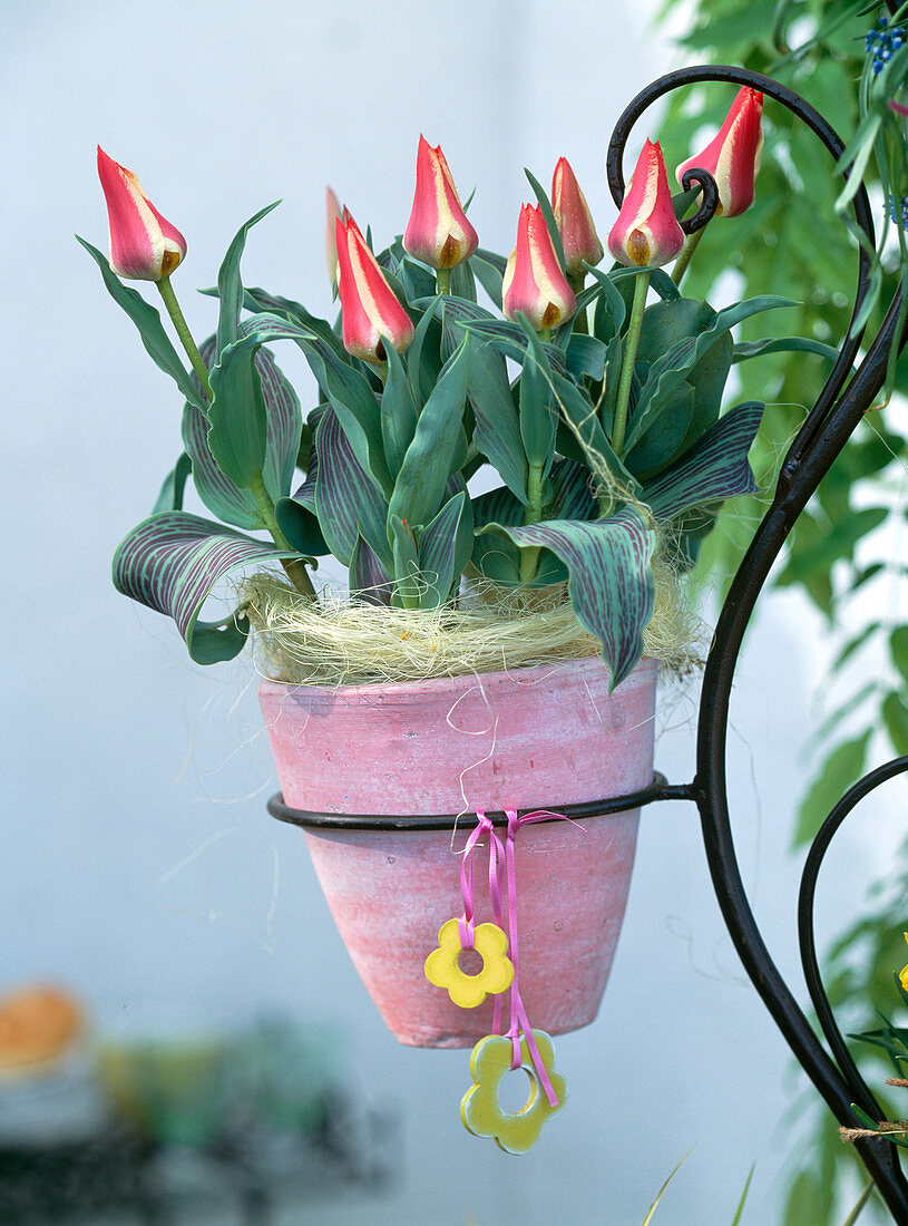 Tulipa-Greigii-Hybr. 'Pinocchio'