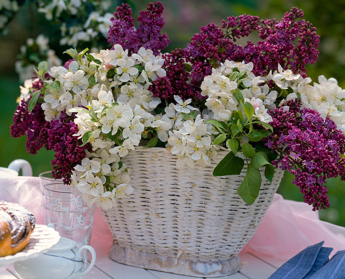 Syringa vulgaris (Lilac)