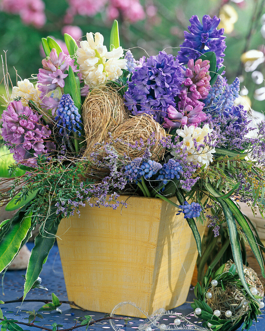 Hyacinthus orientalis, Muscari (Grape Hyacinths)