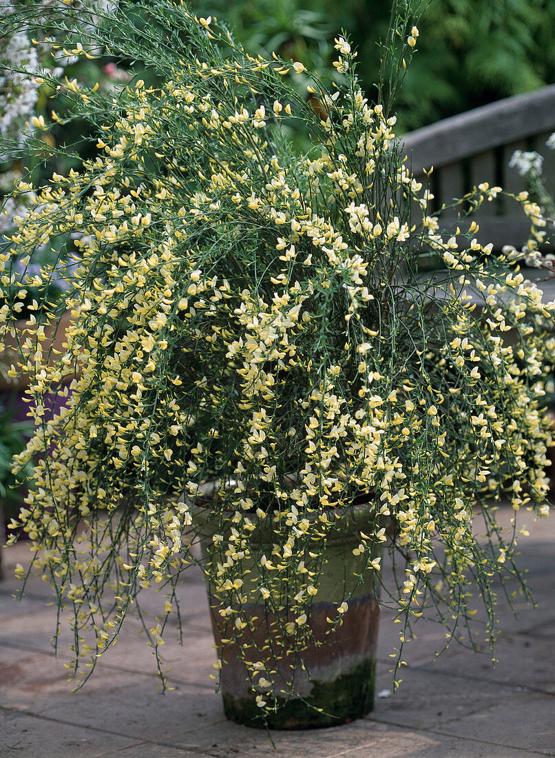 Cytisus x kewensis