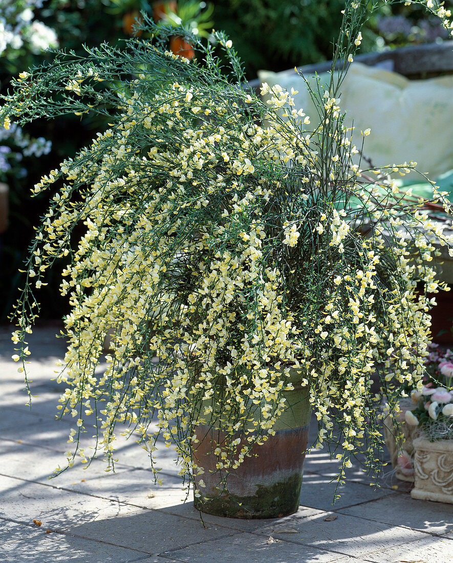 Cytisus x kewensis