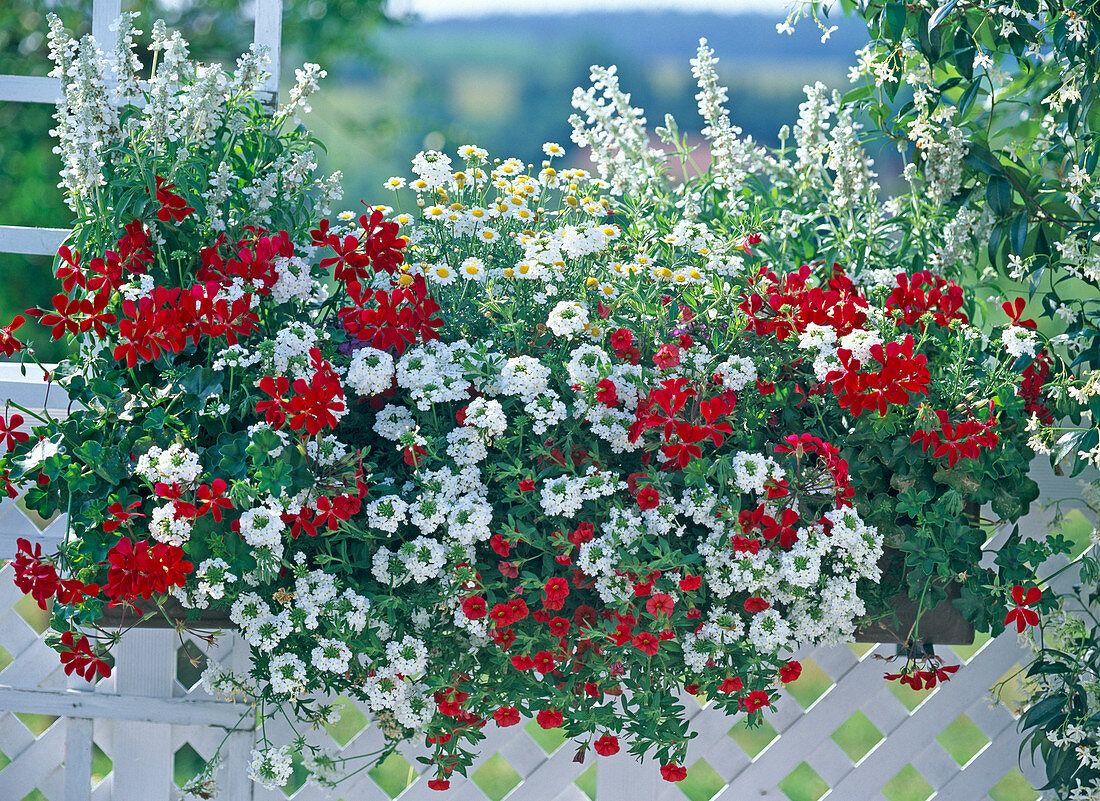Balcony box red (white), Salvia farinacea 'Cirrus' (flour sage)