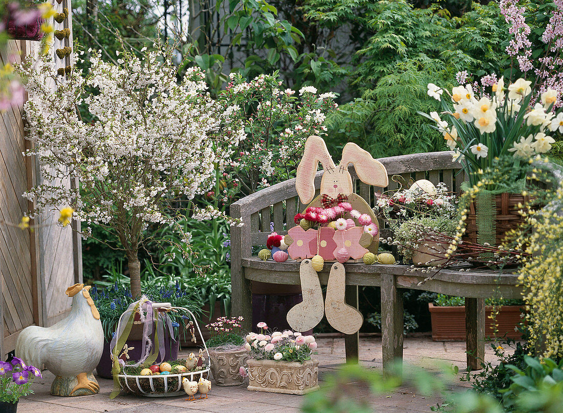 Prunus (ornamental cherry), Bellis (daisy), Narcissus 'Salome',