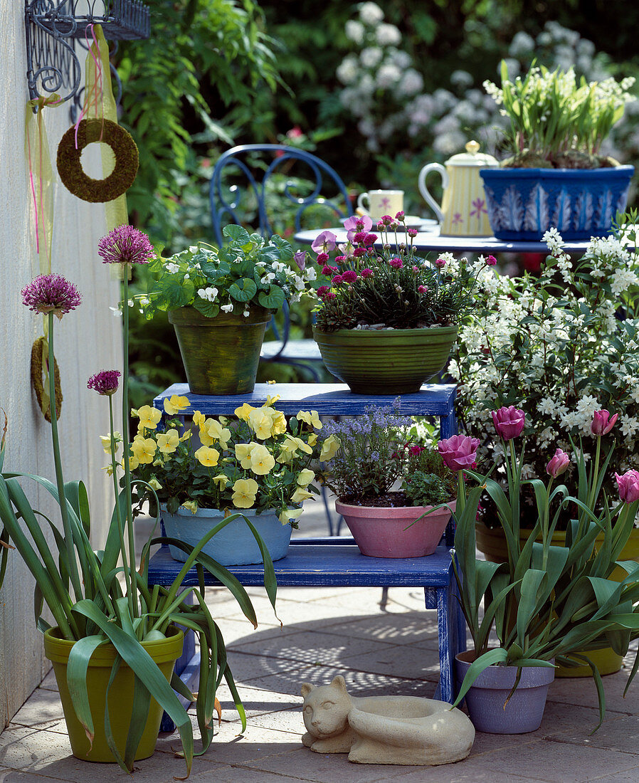 Etagere with Viola sororia 'Alba' (Violet), Armeria (Clove)