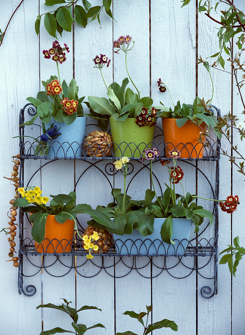 Wall shelf made of weatherproof wire with Primula auricula