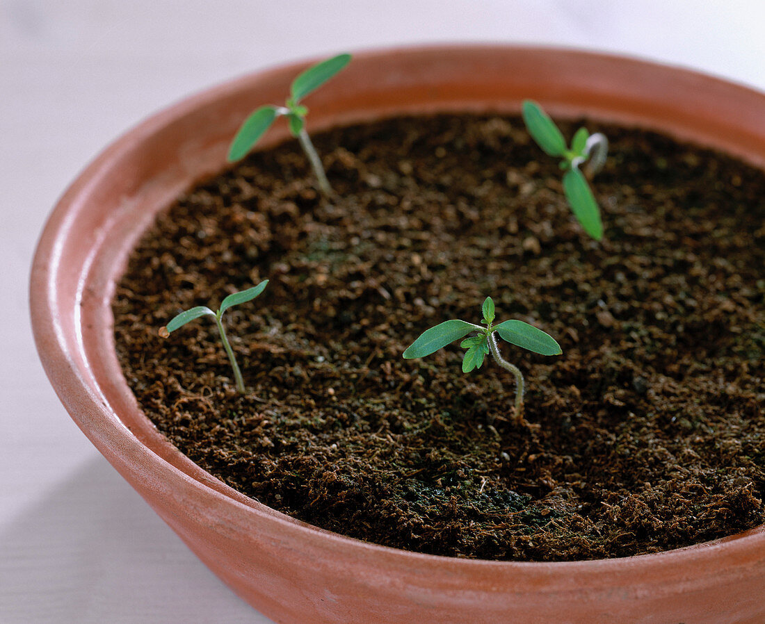 Sowing tomatoes (4/7)