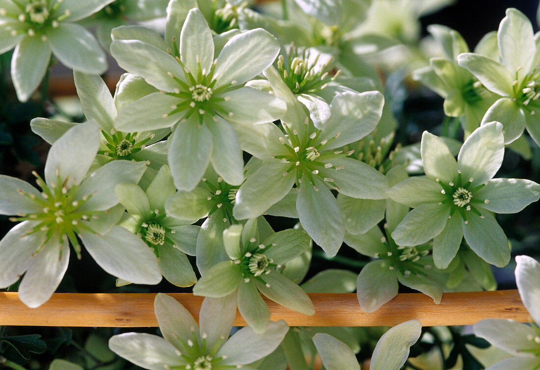 Clematis hybrid 'Pixi'