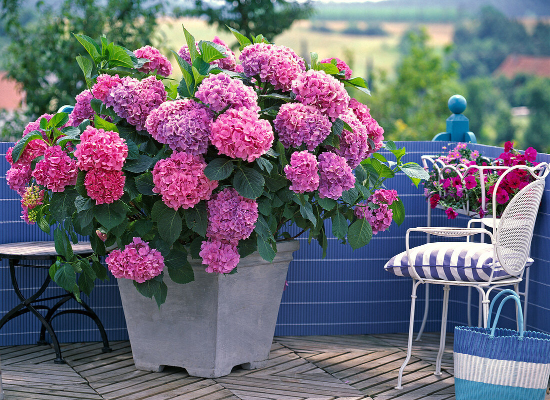 Hydrangea macrophylla